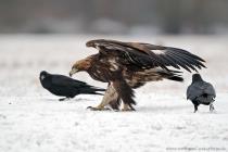 Steinadler